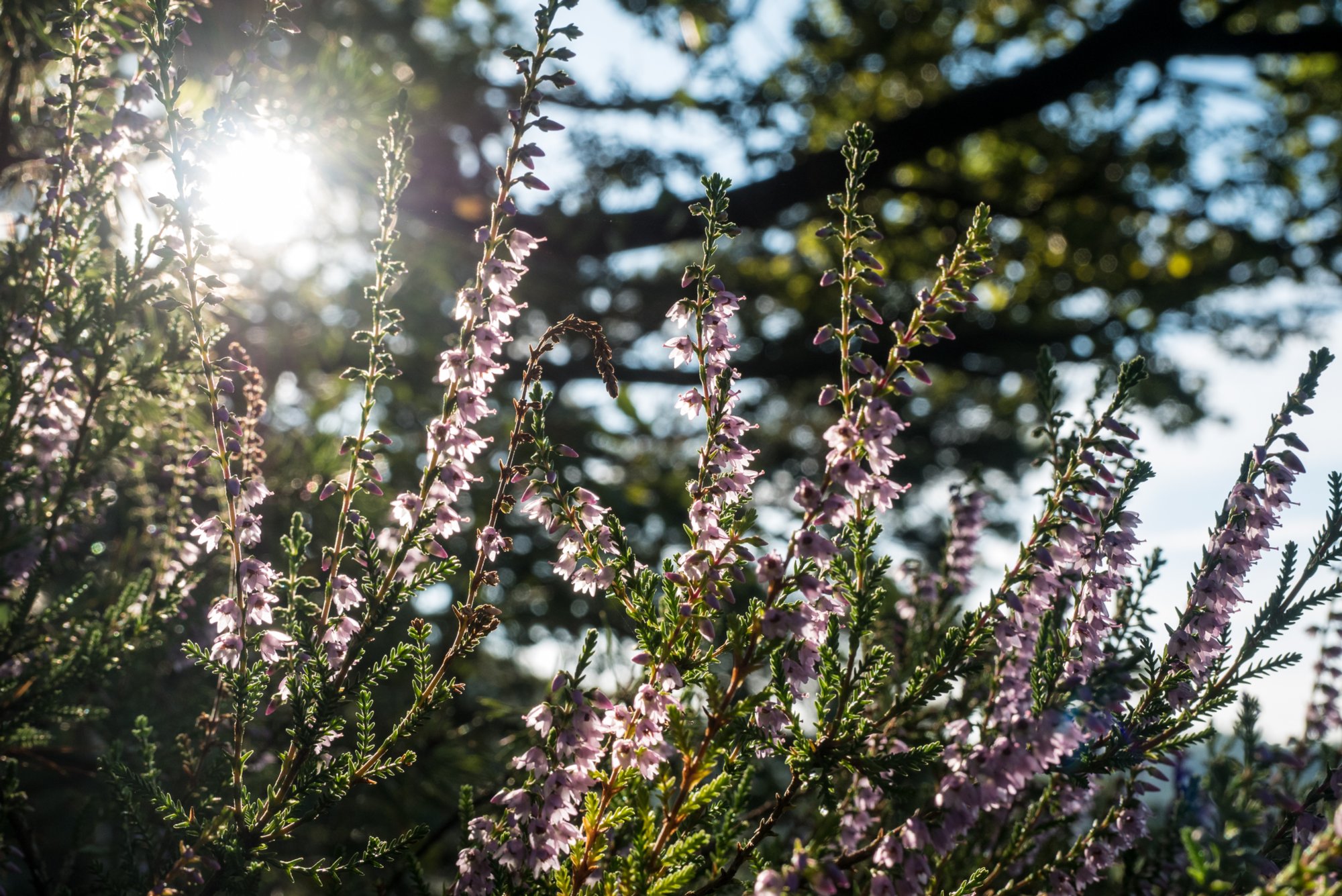 20160816_rabensteine_143 