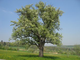 schoepfung_022