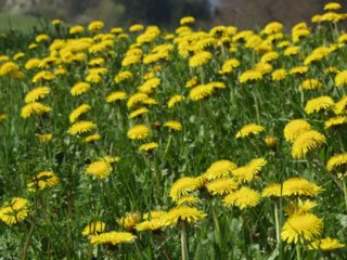 schoepfung_034