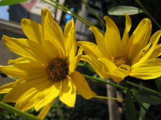 schoepfung_041