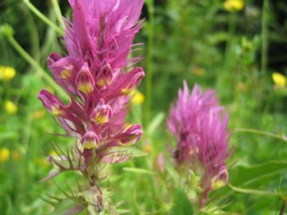 schoepfung_045