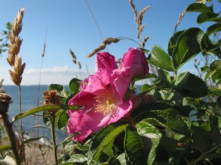 schoepfung_067