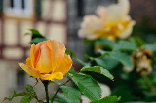 20090526_0104