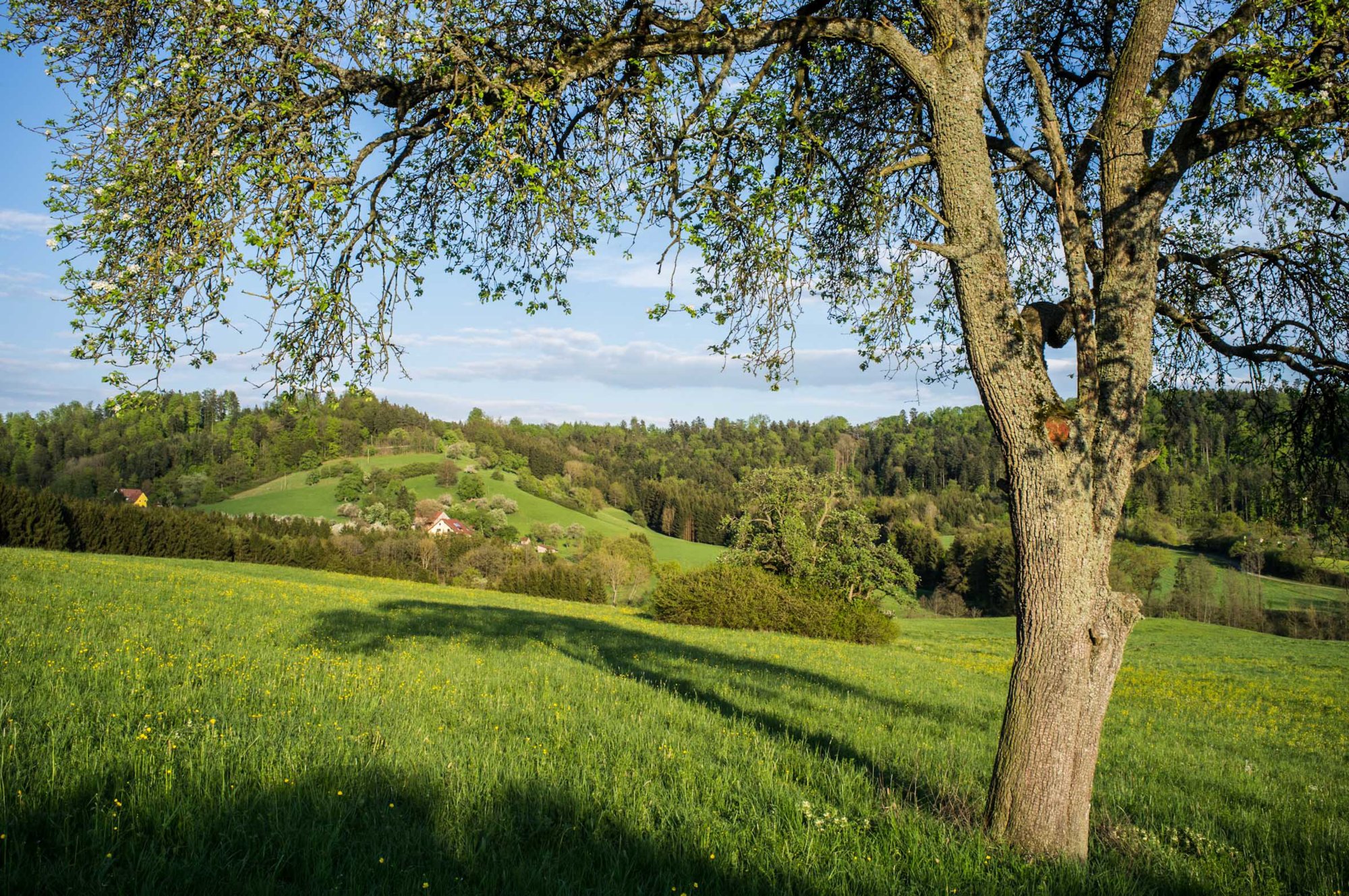 Blick zum Stiershof Blick zum Stiersbach und zum Stiershof. Ca. einderthalbstündige Route. Beginn: Bonifatius-Kirche. Schefenackersiedlung. Bodenlehrpfad. Straße OberrotHohenhardtsweiler. Wasserreservoir. Tennisplatz. Bonifatius-Kirche.