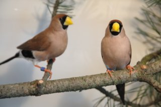20121028_vogelschau_019