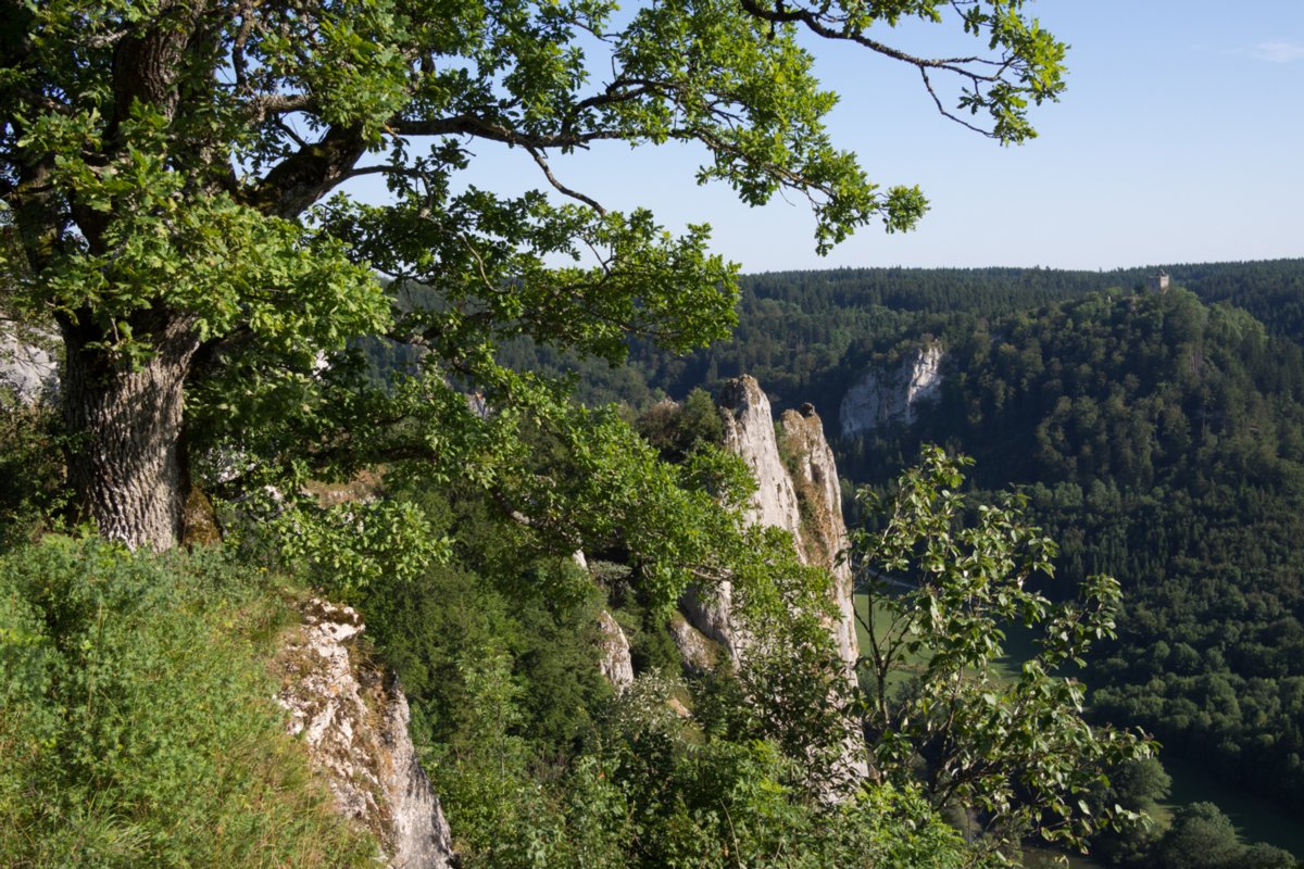 Aussicht Stiegelesfelsen mit Blick zur Ruine Kallenberg Wanderung im Oberen Donautal: Route: Start am Kloster Beuron - Knopfmacherfels - Jägerhaus (im Donautal) - Ziegelhütte (im Donautal) - Leibfelsen - Stiegelesfelsen - Knopfmacherfels - Kloster Beuron