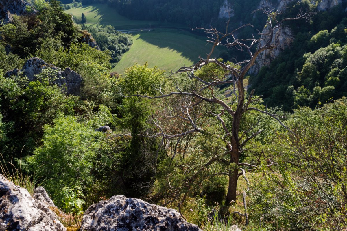 Stiegelesfelsen Wanderung im Oberen Donautal: Route: Start am Kloster Beuron - Knopfmacherfels - Jägerhaus (im Donautal) - Ziegelhütte (im Donautal) - Leibfelsen - Stiegelesfelsen - Knopfmacherfels - Kloster Beuron