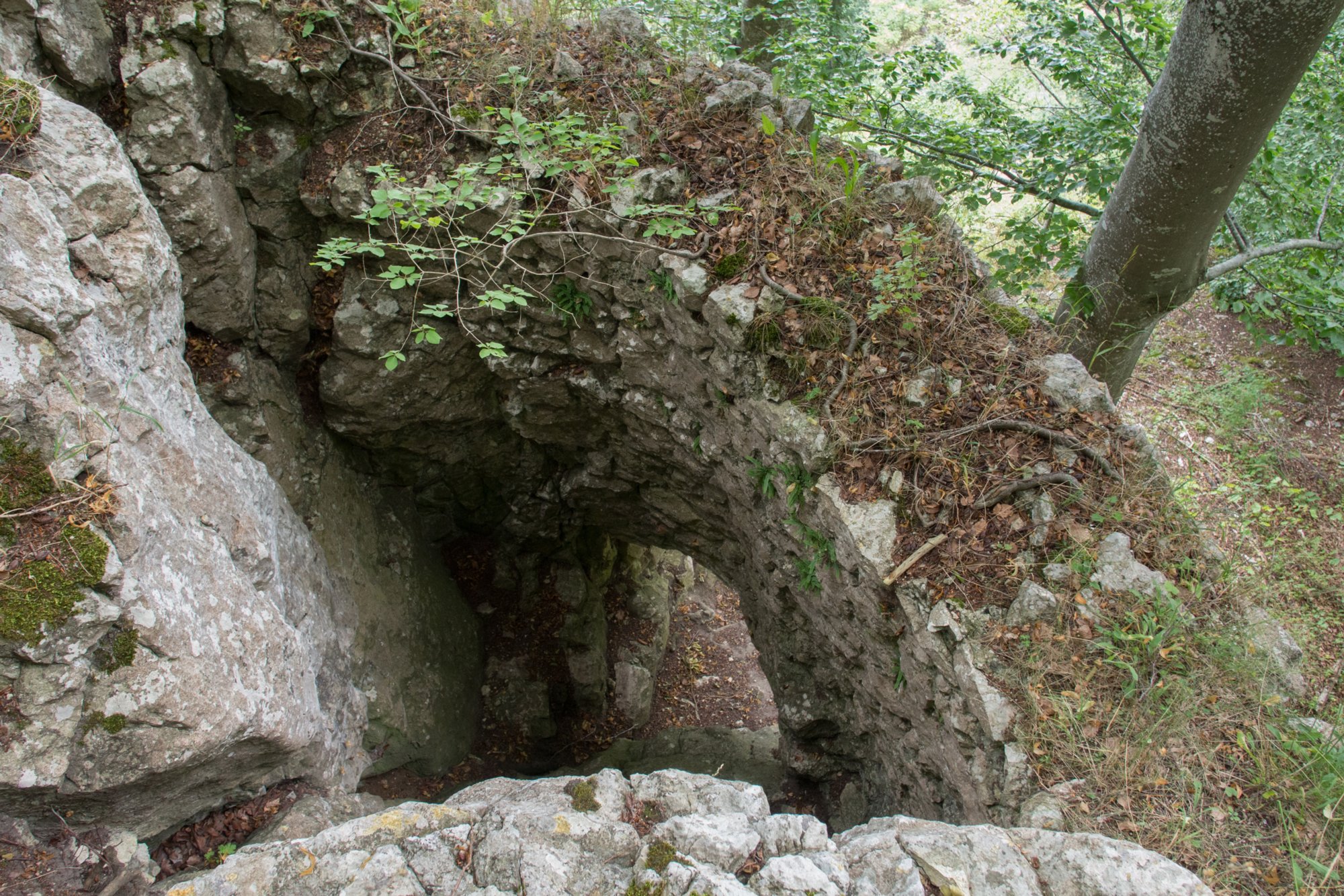 Günzelburg Wanderung von Blaubeuren Bahnhof zum Rusenschloss. Von dort über den Knoblauchfelsen zum Blaufelsen. Hinunter zur B28. Diese überquerend Aufstieg auf Teerweg bis zur Steigziegelhütte, da Abzweig nach links zum Landeplatz Seißen nicht gefunden. Entlang am Waldrand zur Wegmarkierung. Dieser folgend zur Günzelburg. Von dort zum Felsenlabyrinth und zur Küssenden Sau. Abstiefg zum Bahnhof. Mit dem Auto zum Blautopf.