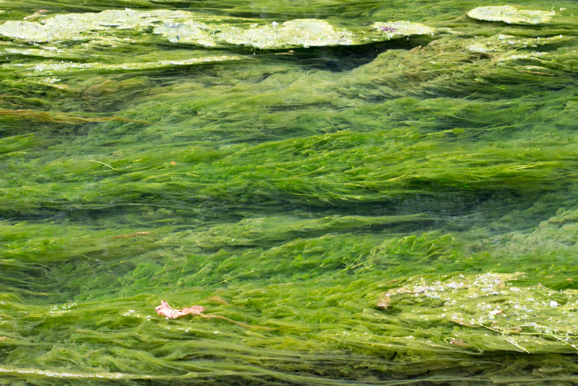 Am Blautopf Wanderung von Blaubeuren Bahnhof zum Rusenschloss. Von dort über den Knoblauchfelsen zum Blaufelsen. Hinunter zur B28. Diese überquerend Aufstieg auf Teerweg bis zur Steigziegelhütte, da Abzweig nach links zum Landeplatz Seißen nicht gefunden. Entlang am Waldrand zur Wegmarkierung. Dieser folgend zur Günzelburg. Von dort zum Felsenlabyrinth und zur Küssenden Sau. Abstiefg zum Bahnhof. Mit dem Auto zum Blautopf.