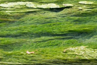 20130812_blaubeuren_112
