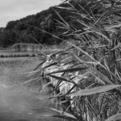 2025-08-27_Großer_Jasmunder_Bodden