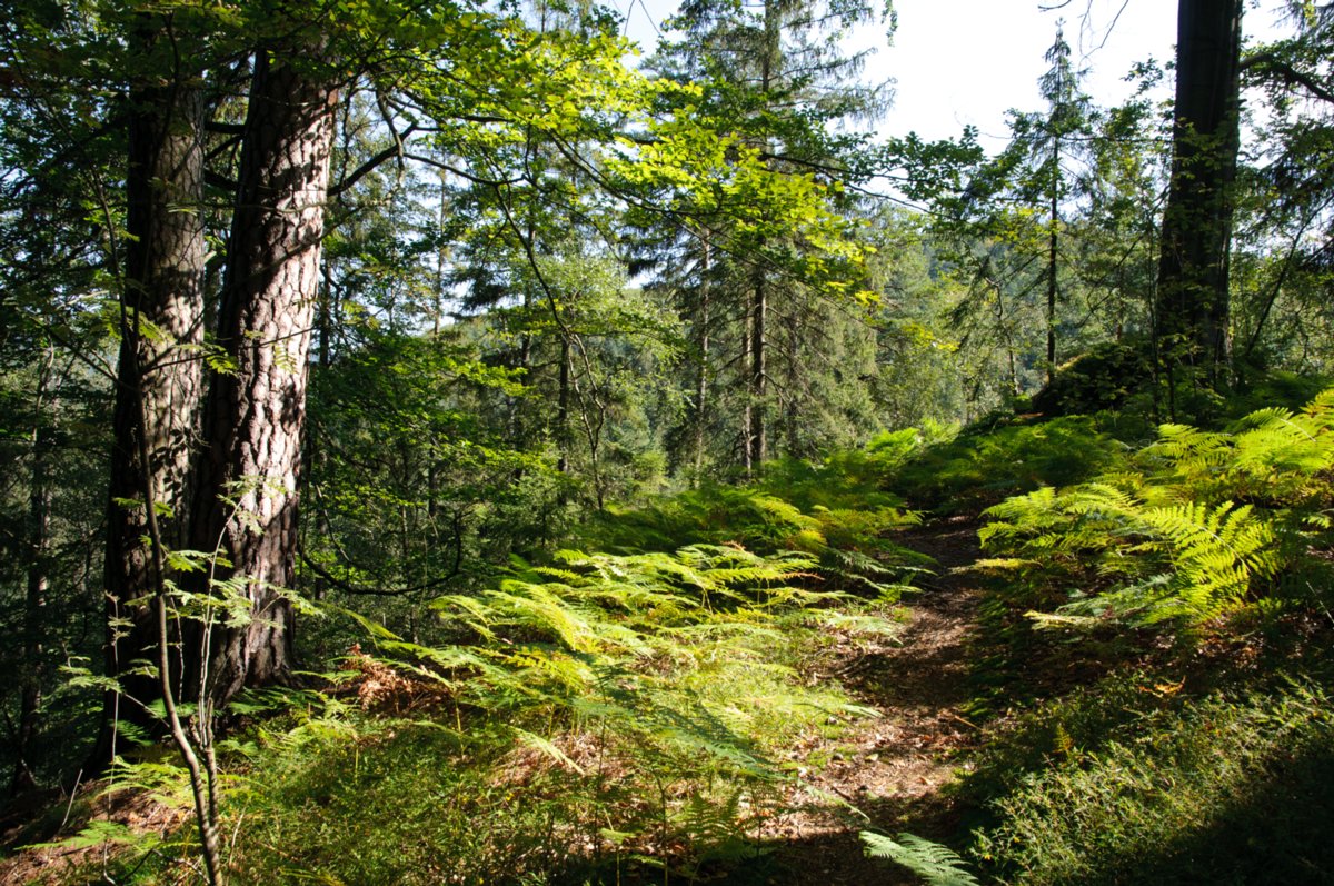 Sächsische Schweiz 2009 Wanderung auf die felsenburg Arnstein und zum Kleinstein: Parkplatz an Sturmbauers Eck - Arnstein - Tägers Wonne - Kleinsteinaussichten - Kleinsteinhöhle - Parkplatz an Sturmbauers Eck.