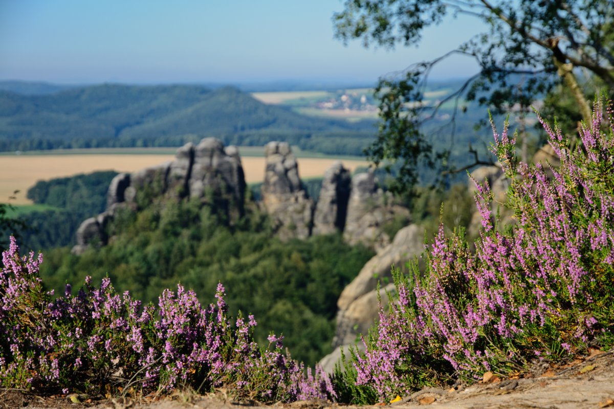 Wanderung zu den Schrammsteinen Wanderungvon Ostrau in die Schrammsteine und auf die Hohe Liebe. Auf dem Schrammsteingradweg. Die Schrammsteine sind eine langgestreckte, stark zerklüftete Felsgruppe des Elbsandsteingebirges, die sich östlich von Bad Schandau in der Sächsischen Schweiz befindet. Im Norden werden sie durch das Kirnitzschtal, im Süden vom Elbtal und im Osten von den Affensteinen begrenzt. Die Höhenpunkte der Kette liegen bei über 400 m ü. HN. Die Schrammsteinausssicht liegt bei 417 m ü. HN. Im Westen bildet der vordere Torstein den Anfang der Felskette im Südwesten. Die Kette zieht sich dann, durchbrochen von drei mächtige senkrechte Felsöffnungen, den sogenannten Schrammtorebis zur Schrammsteinaussicht. Hier enden die sogenannten Vorderen Schrammsteine. In Richtung Schmilka schließen sich die Hinteren Schrammsteine an. Der einzeln stehende Falkenstein mit einer Höhe von ca. 381 m und der Hohe Torstein mit 425,7 m ü. HN sind die bedeutendsten Gipfel der Schrammsteine. Die anderen Gipfel der Felsgruppe stehen fast ausschließlich am und auf dem terrassenförmigen Massiv des Schrammsteingrates. Die Schrammsteine sind ein vielbesuchtes Touristenziel; besonders die plateauartigen Aussichten und der Gratweg erfreuen sich großer Beliebtheit. Sowohl Wanderer als auch Bergsteiger finden hier ein komplexes Felsenmassiv, das sich durch eine Vielzahl unterschiedlich schwieriger Wanderwege bzw. Kletterfelsen auszeichnet. Quelle: http://de.wikipedia.org/wiki/Schrammsteine