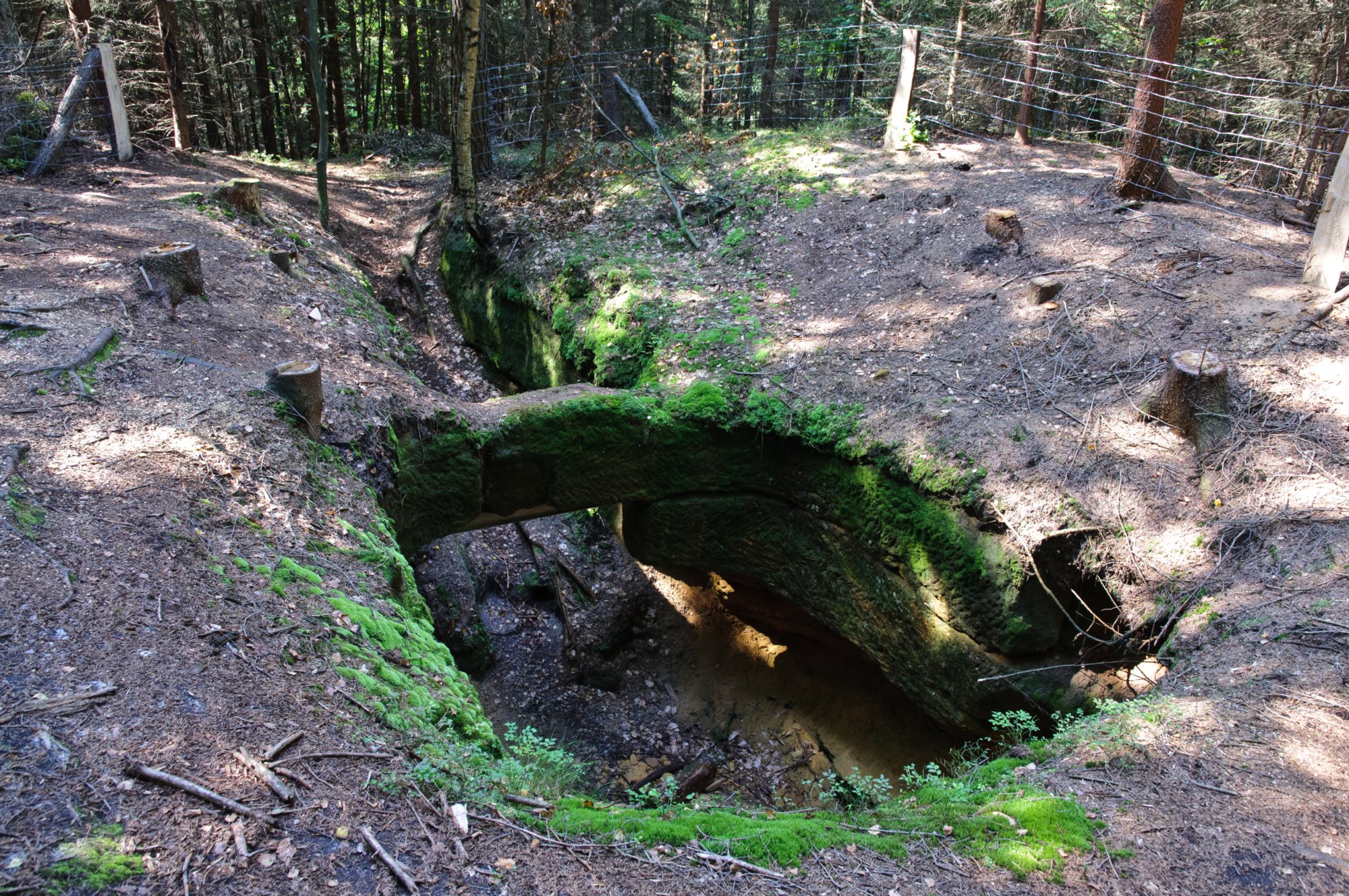 Teichsteinwanderung Auf alten Wanderwegen zum Teichstein: Buschmühle - Buschmüllers Räumicht - Neustelliger Hübel - Teichstein - Bärenfang - Zeuhaus - Buschmühle. Mitten im Wald findet man unterhalb des Teichsteins nahe beim Zeughaus eine tiefe Grube. Hier fing man früher Bären für Tierhatzen am Dresdner Hof.