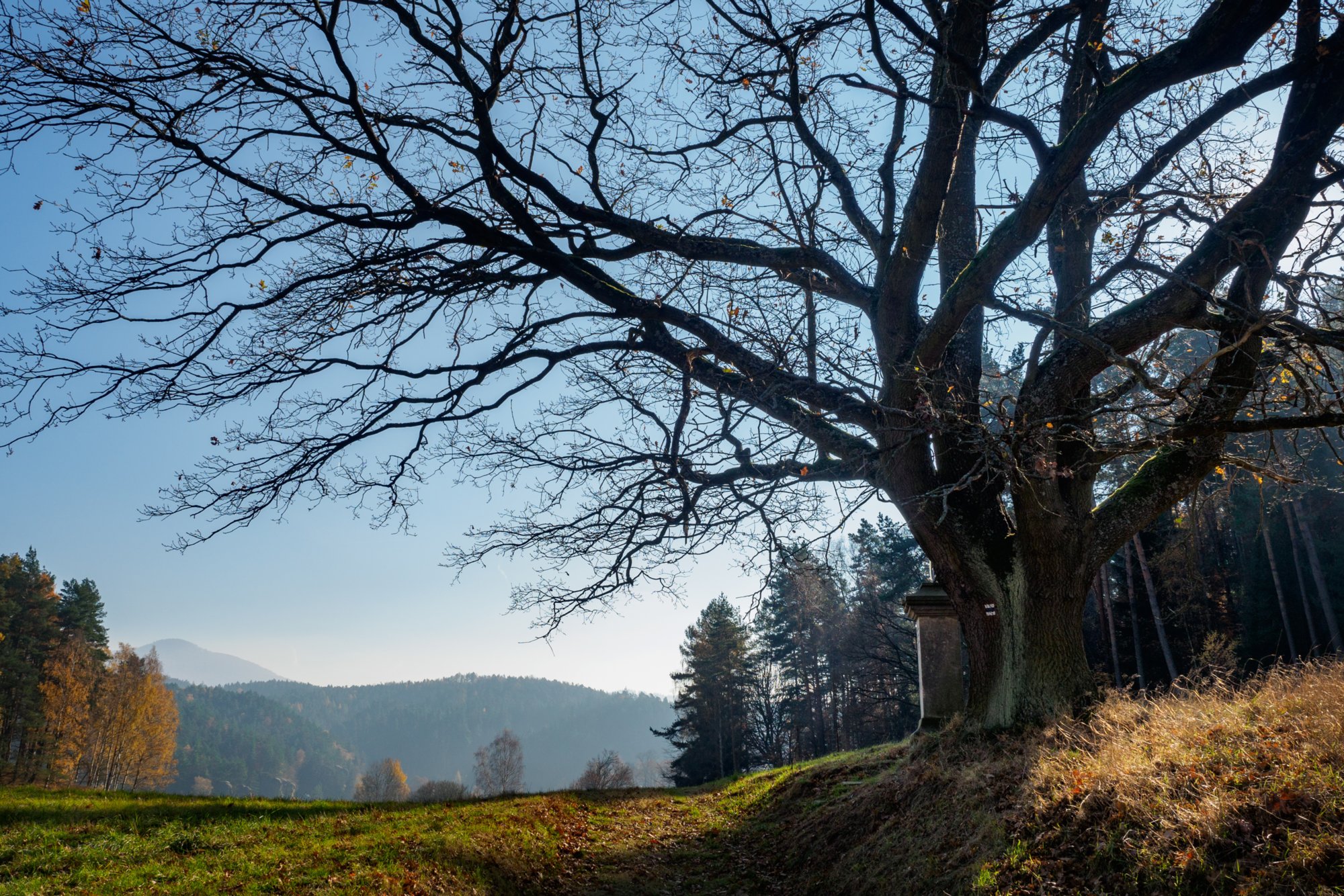 Knorrige Eiche mit Wegkreuz Auf dem Weg von Dittersbach zum Jubiläumsweg. Knorrige Eiche mit Wegkreuz. Wanderung von Dittersbach über den Jubiläumsweg zum Rudolfstein. Von dort über die Wilhelminenwand und den Marienfelsen zurück nach Dittersbach.