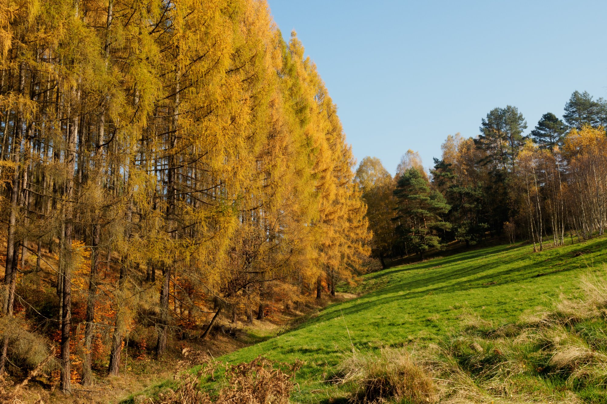 Lärchengold Auf dem Weg von Dittersbach zum Jubiläumsweg. Wanderung von Dittersbach über den Jubiläumsweg zum Rudolfstein. Von dort über die Wilhelminenwand und den Marienfelsen zurück nach Dittersbach.