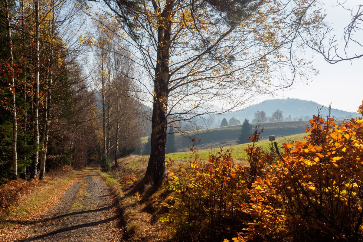 Blick zum Rosenberg Auf dem Weg von Dittersbach zum Jubiläumsweg. Wanderung von Dittersbach über den Jubiläumsweg zum Rudolfstein. Von dort über die Wilhelminenwand und den Marienfelsen zurück nach Dittersbach.