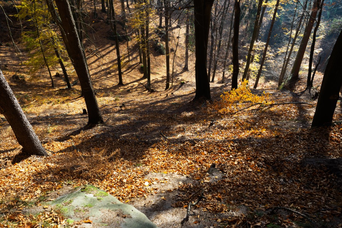 Jubiläumsweg Auf dem Jubiläumsweg, der sich als Pfad in halber Höhe um den Gohlischt zieht. Wanderung von Dittersbach über den Jubiläumsweg zum Rudolfstein. Von dort über die Wilhelminenwand und den Marienfelsen zurück nach Dittersbach.