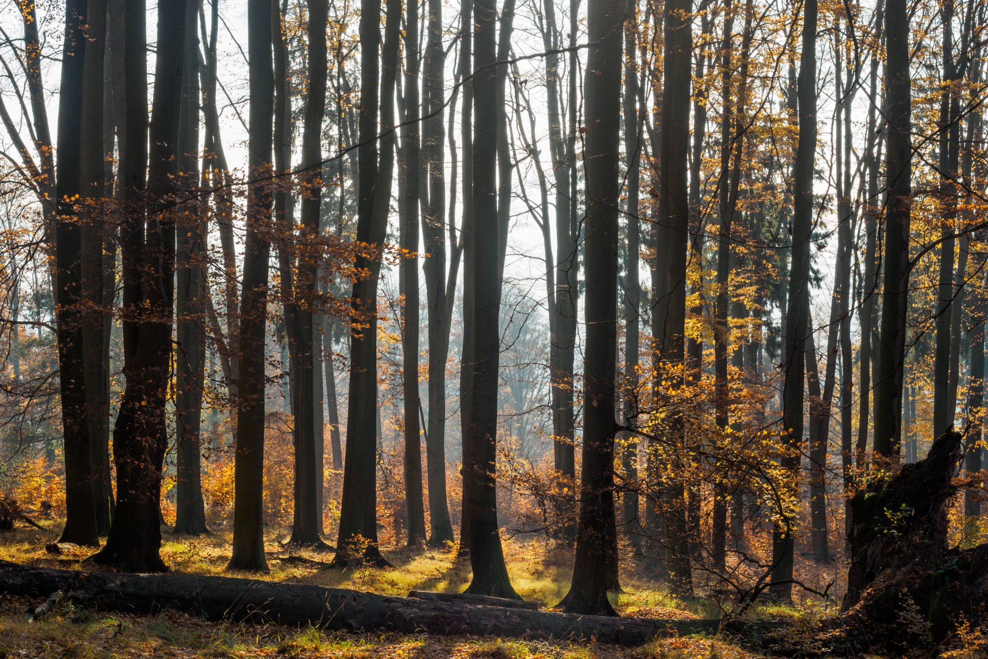 Weg zur Wilhelminenwand Weg vom Rudolfstein zur Wilhelminenwand. Wanderung von Dittersbach über den Jubiläumsweg zum Rudolfstein. Von dort über die Wilhelminenwand und den Marienfelsen zurück nach Dittersbach.