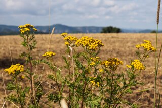20140815_weifberg-weissbachtal_024