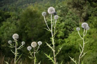 20130803_Kleines_Lautertal_011