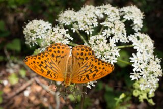 20130805_donautal_007