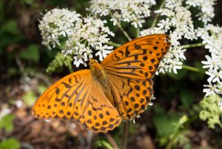 20130805_donautal_008