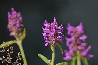 P1174542