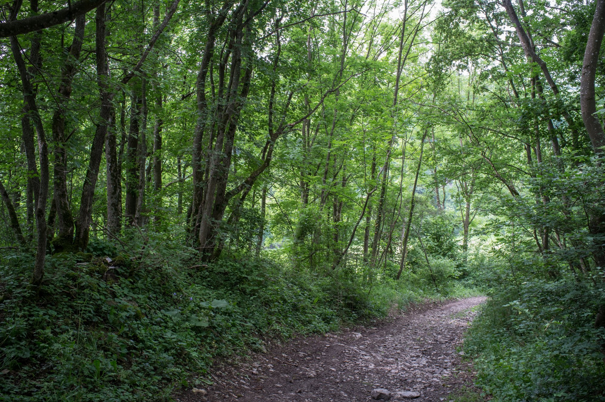 Bühlertalweg zwischen Rappolden und Anhausen Bühlertalweg Abschnitt 3 von Vellberg bis Geislingen (Mündung der Bühler in den Kocher). Wegabschnitt zwischen Rappolden und Anhausen.