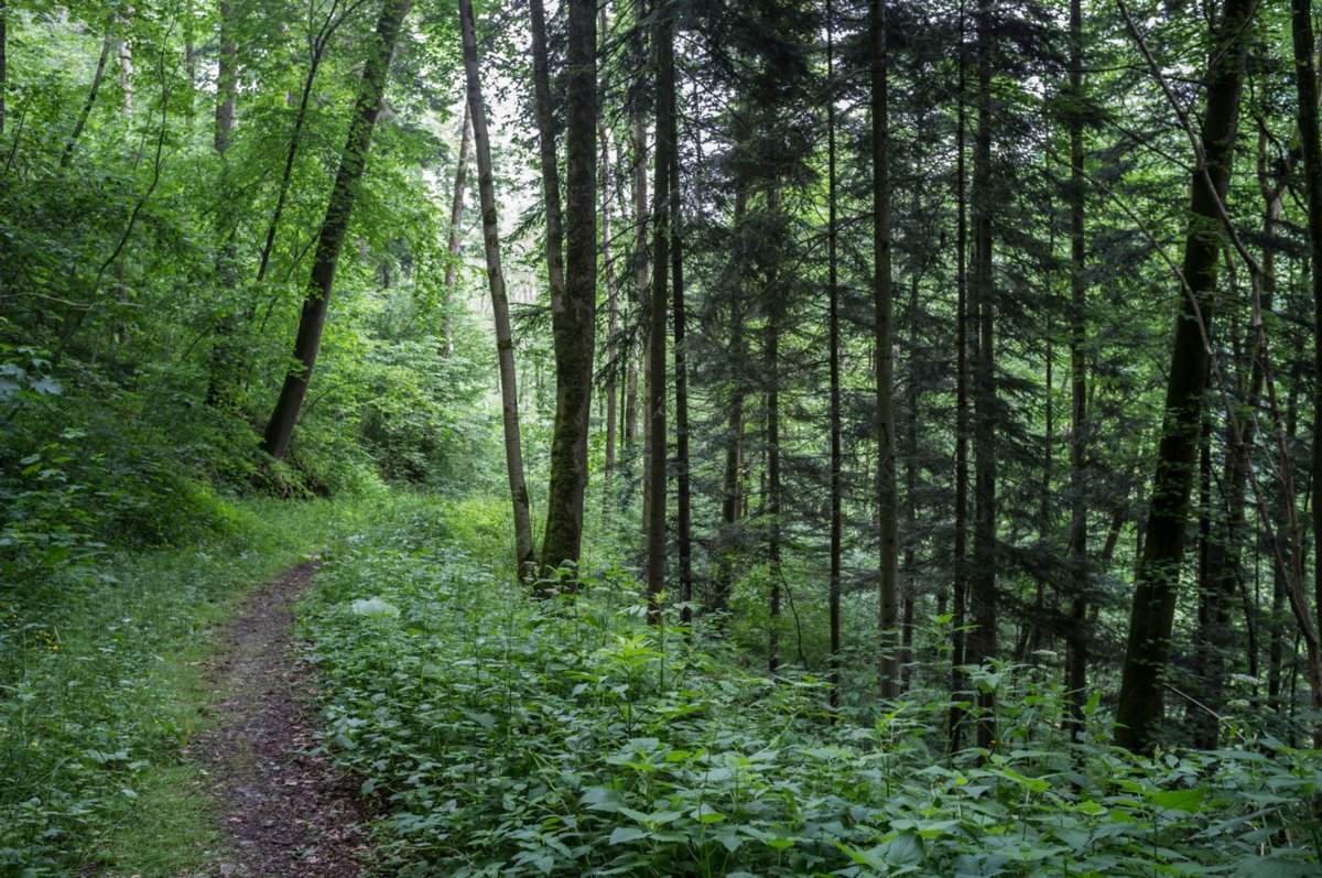 Bühlertalweg zwischen Burgplatz Anhausen und Oberscheffach Bühlertalweg Abschnitt 3 von Vellberg bis Geislingen (Mündung der Bühler in den Kocher). Weg zwischen Burgplatz Anhausen und Oberscheffach.