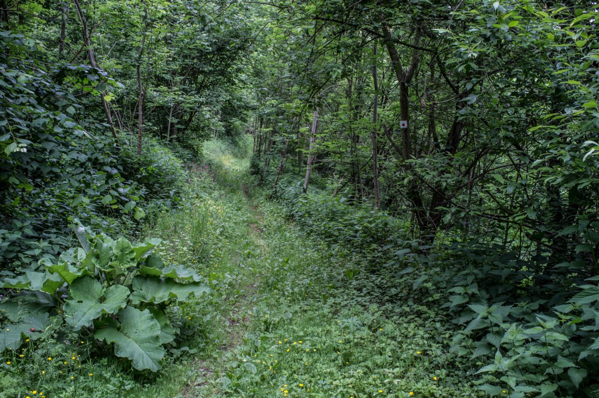 Bühlertalweg zwischen Oberscheffach und Unterscheffach Bühlertalweg Abschnitt 3 von Vellberg bis Geislingen (Mündung der Bühler in den Kocher). Wegabschnitt zwischen Oberscheffach und Unterscheffach.