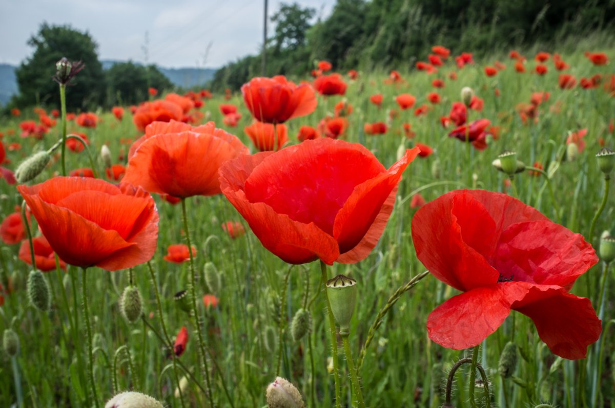 Mohnblumen Bühlertalweg Abschnitt 3 von Vellberg bis Geislingen (Mündung der Bühler in den Kocher). Mohnblumen am Weg.