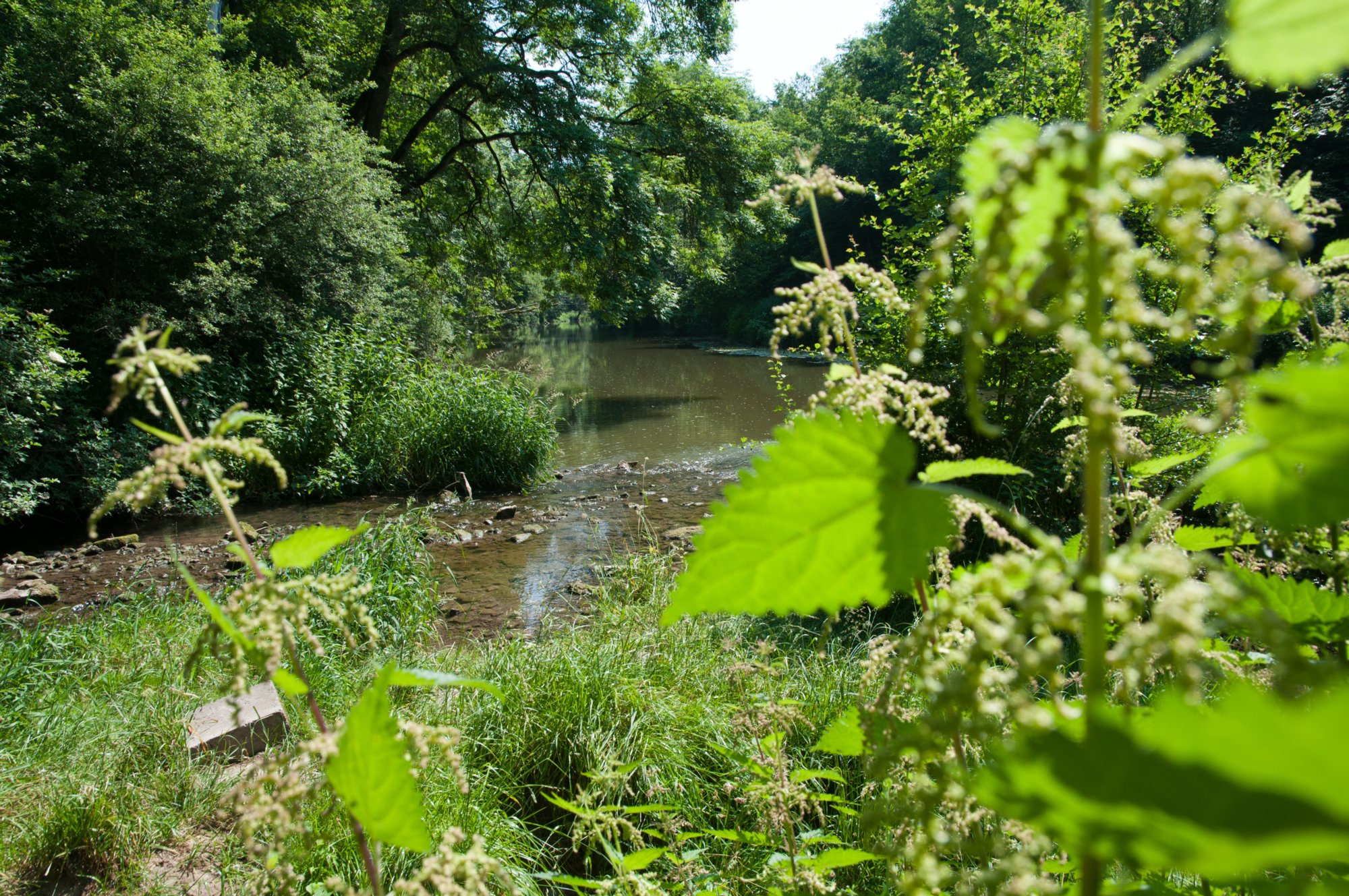 Mündung der Gronach in die Jagst Wanderung von Gröningen über die Klosterruine Anhausen, Bölgental, Jagsttal und Hammerschmiede zurück nach Gröningen.