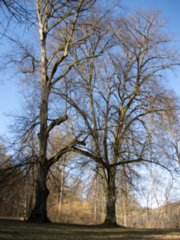 20110307_doerzbach_110