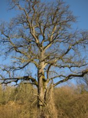 20110307_doerzbach_233