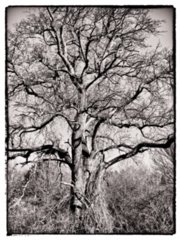 20110307_doerzbach_232-bearb-bw