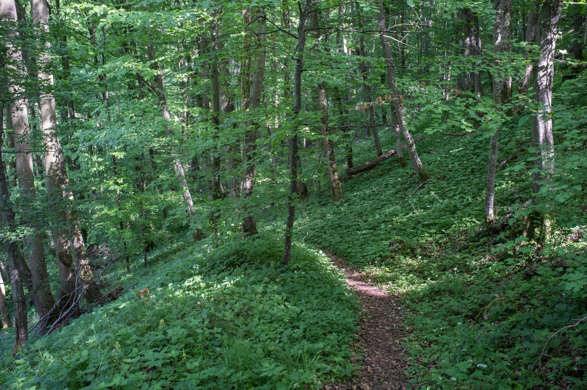 Jagsttal zwischen Beierlesstein und Lobenhausen Jagsttal zwischen Beierlesstein und Lobenhausen. Wanderung von Kirchberg (Wanderparkplatz) nach Mistlau. Über Bölgental, ehemal. Heinzenmühle, Baierlestein, Lobenhausen und teufelsklinge zurück nach Kirchberg.