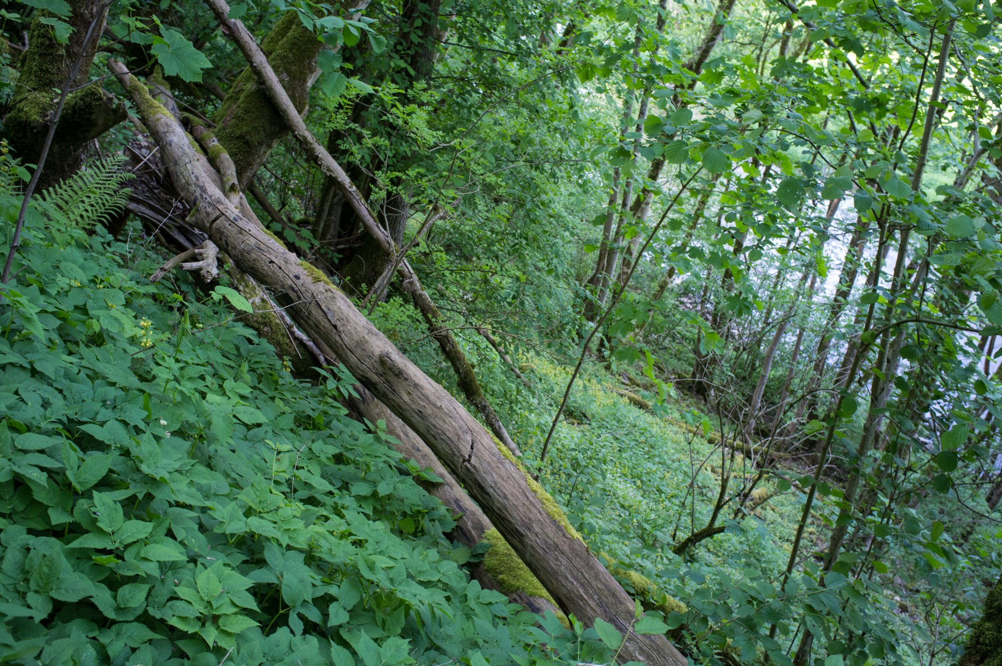 Jagsttal zwischen Beierlesstein und Lobenhausen Jagsttal zwischen Beierlesstein und Lobenhausen. Wanderung von Kirchberg (Wanderparkplatz) nach Mistlau. Über Bölgental, ehemal. Heinzenmühle, Baierlestein, Lobenhausen und teufelsklinge zurück nach Kirchberg.