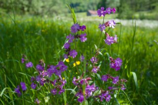 20120514_mistlau_081