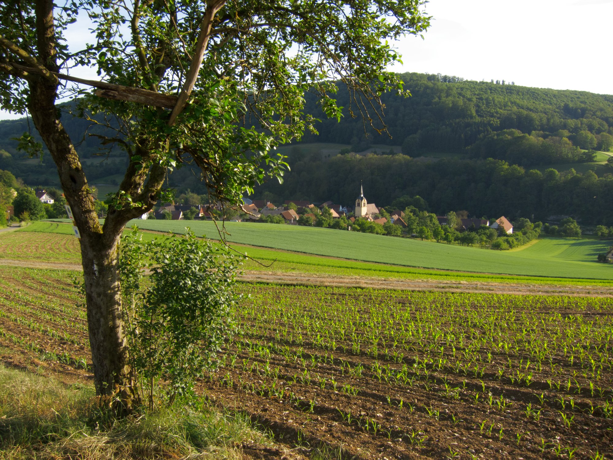 Bächlingen Blick auf Bächlingen beim Abstieg von Langenburg. Wanderung von Bächlingen über Oberregenbach mach Unterregenbach. Von Unterregenbach ber den Panoramaweg nach Langenburg und zurück nach Bächlingen.