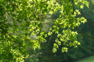 20110523_unterregenbach_045