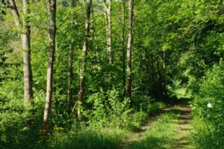 20110523_unterregenbach_130