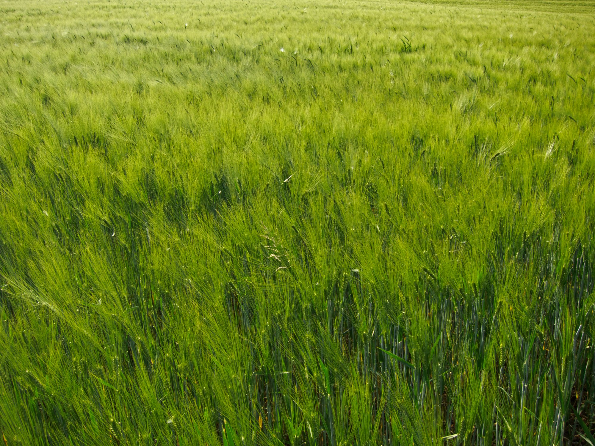 Kochertalrunde bei Wilhelmsglück Kochertalrunde bei Wilhelmsglück.