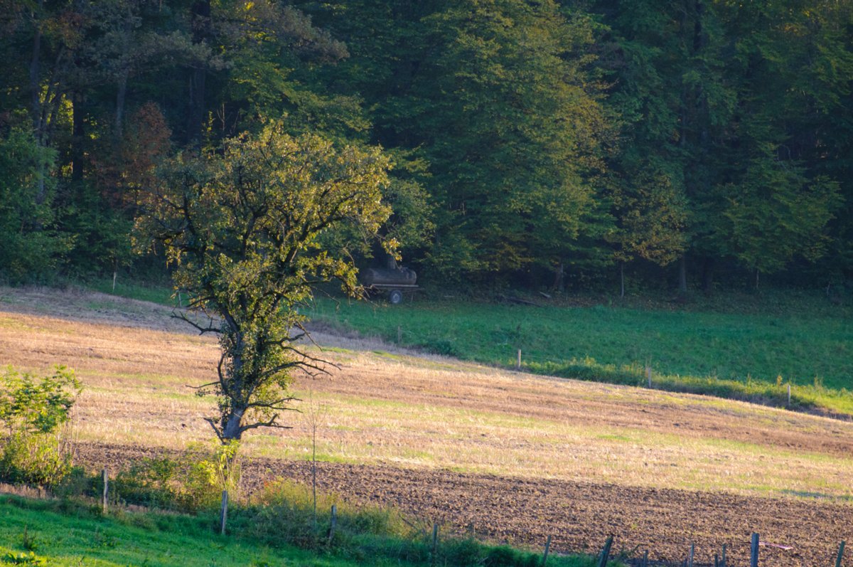 20101011_stetten_tierberg_161-1 Wanderung von Burg Tierberg hinab ins Kochertal.