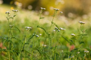 20101011_stetten_tierberg_151-1