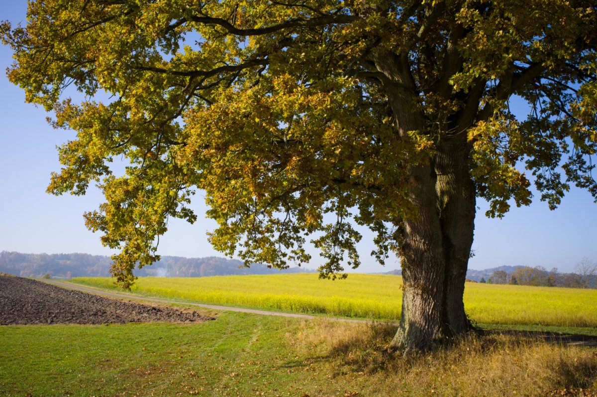 20111201_horschelrunde_008 