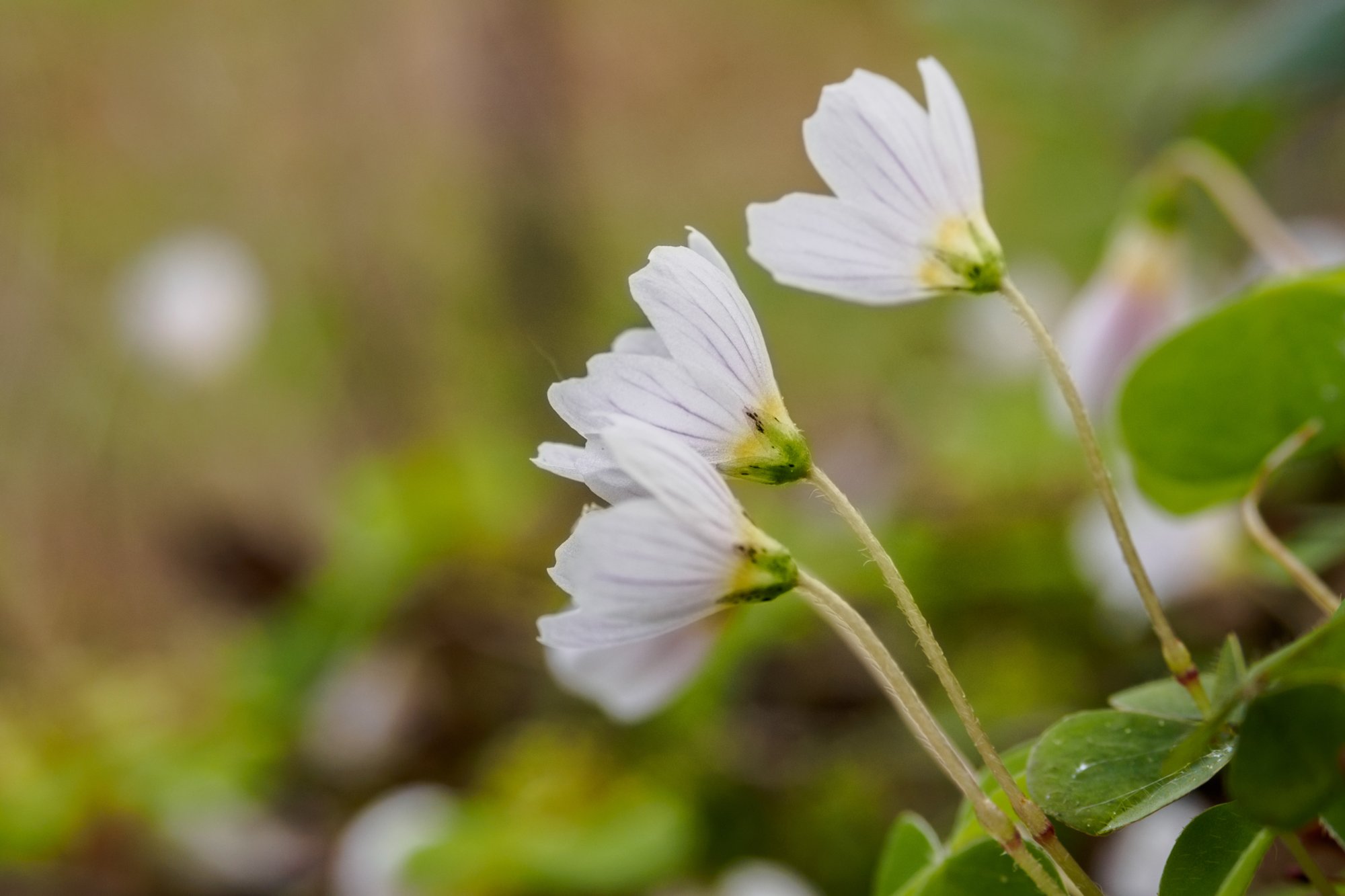 20150427_wiesenbachrunde_044 