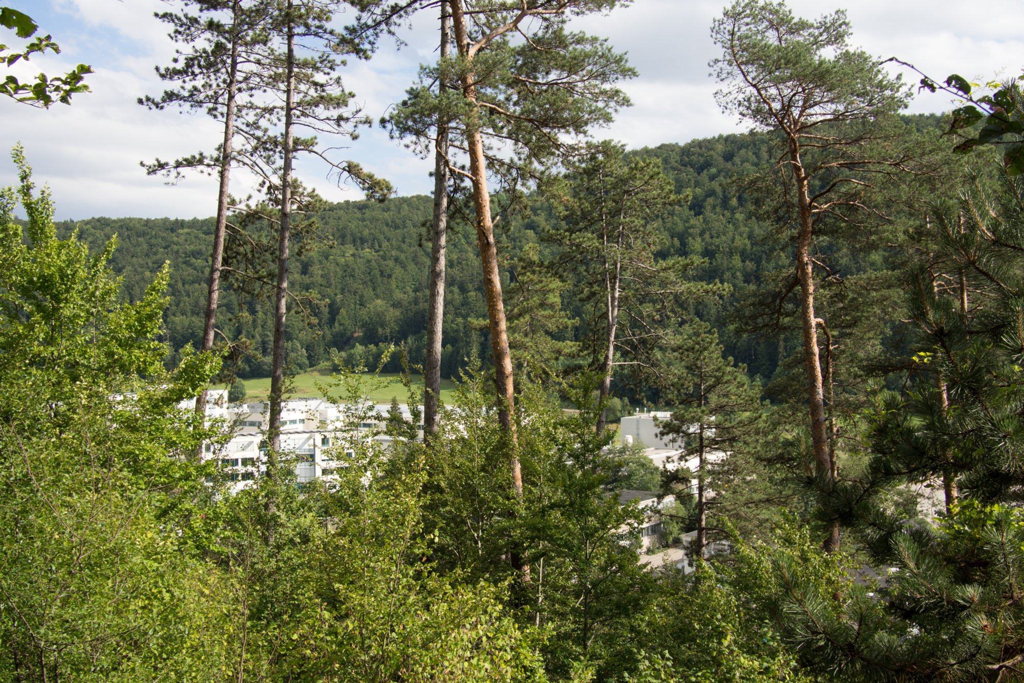 Im Hintergrund: Industriegebiet Blaubeuren Wanderung von Blaubeuren Bahnhof zum Rusenschloss. Von dort über den Knoblauchfelsen zum Blaufelsen. Hinunter zur B28. Diese überquerend Aufstieg auf Teerweg bis zur Steigziegelhütte, da Abzweig nach links zum Landeplatz Seißen nicht gefunden. Entlang am Waldrand zur Wegmarkierung. Dieser folgend zur Günzelburg. Von dort zum Felsenlabyrinth und zur Küssenden Sau. Abstiefg zum Bahnhof. Mit dem Auto zum Blautopf.