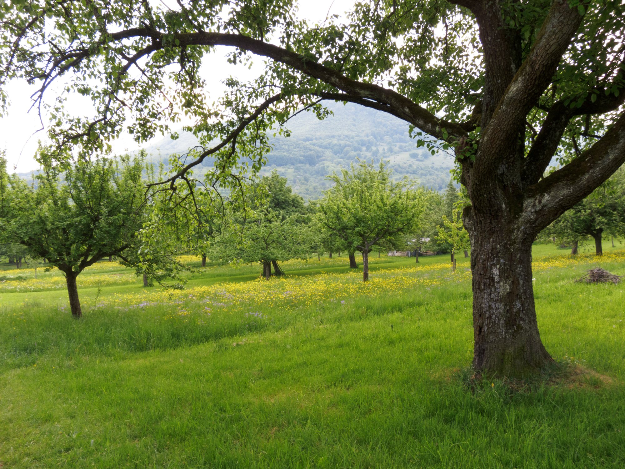 Abstieg von der Teck nach Bissingen Abstieg von der teck nach Bissingen. Wanderung von Bissingen über den Breitenstein zur Teck und zurück nach Bissingen.