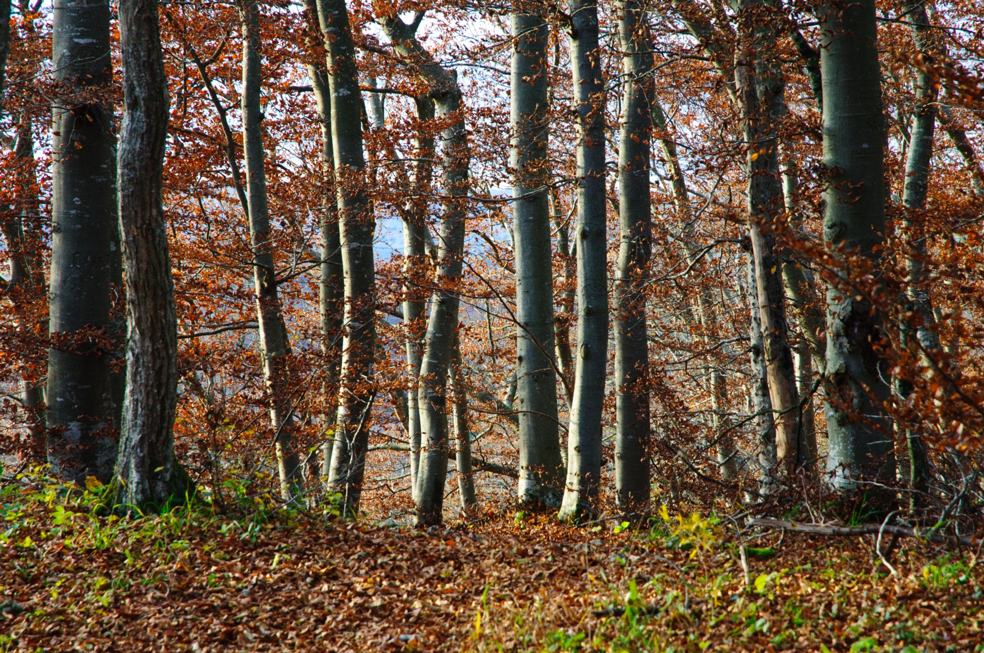 Auf dem Weg nach Hohengundelfingen Wanderung von Bichishausen über den Aussichtspunkt Bürzel nach Derneck und von dort über den Steilaufstieg nach Hohengundelfingen. Von dort Abstieg zurück nach Bichishausen.